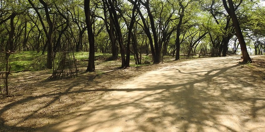 The dense forests offer a perfect opportunity for clicking stunning pictures amid wildlife.