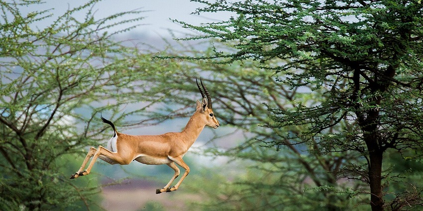 Photography is one of the best things to do at Abohar Wildlife Sanctuary for nature lovers.