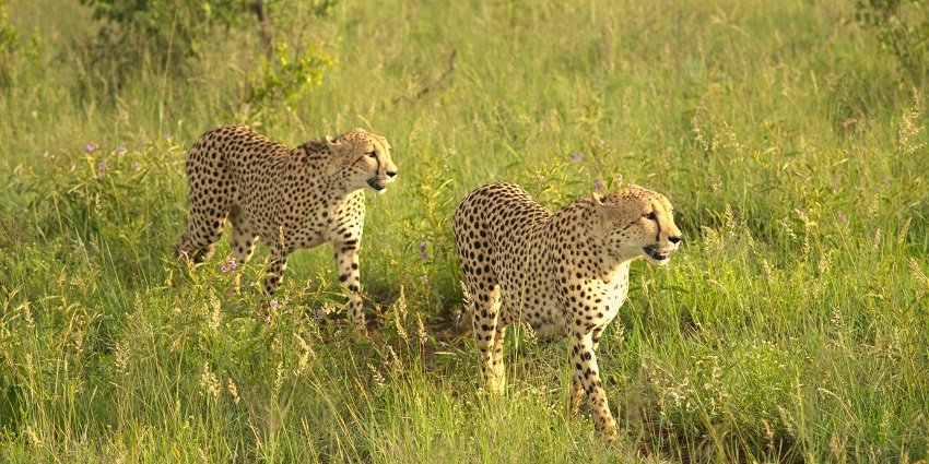 Photography is the ultimate fun thing to do in the forested area amid wildlife sightings.
