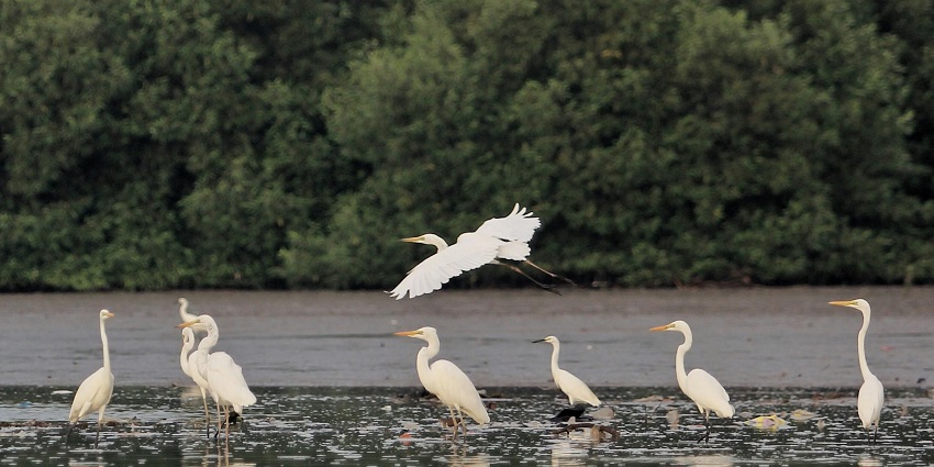 Capture unique photographs of birds and animals while exploring the wildlife there.