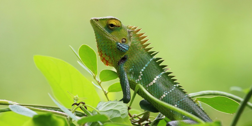 A close and clear picture of a chameleon sitting on a green leafy grass with detailed view.