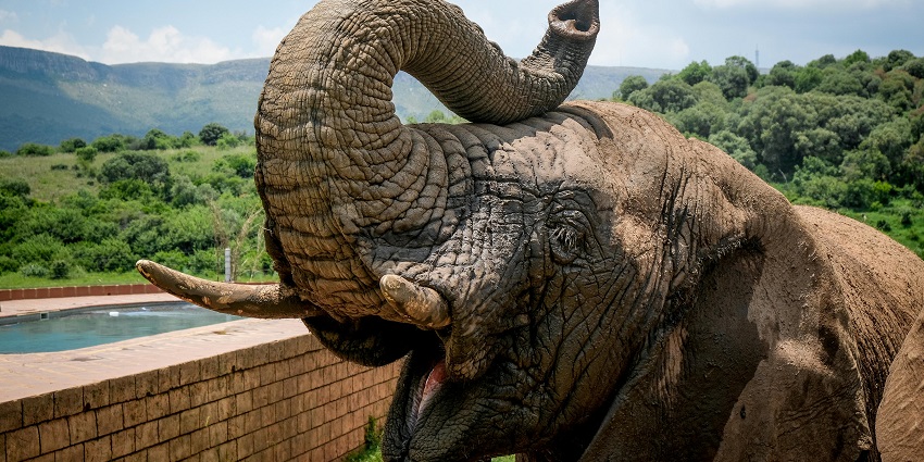If you love capturing wilderness, then Dalma Wildlife Sanctuary is the place for you.