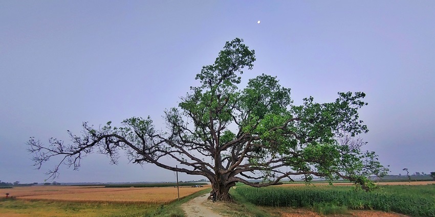 A breathtaking view of lush green plantations and rugged terrains, apt for nature walks.