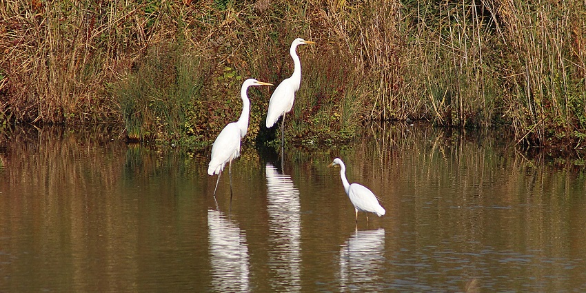A heron standing in shallow water, surrounded by a serene natural setting, reminiscent of wildlife around Karbandi Monastery.