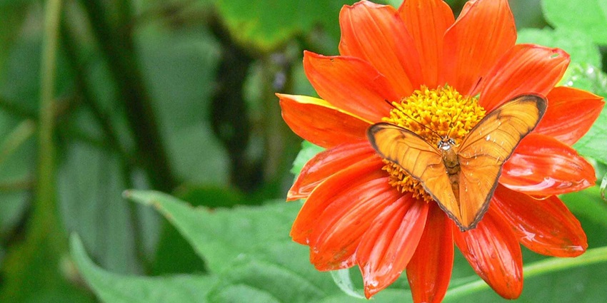 A picture of a butterfly sitting on a flower and extracting nectar at the butterfly park