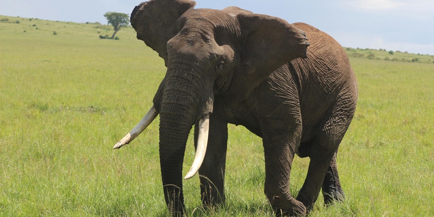 Visiting this elephant sanctuary is the best way to enjoy Valentine’s Day in Phuket.