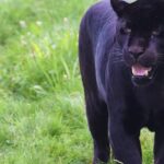 A black panther in Phulwari Ki Nal Wildlife Sanctuary, showing its rich biodiversity.