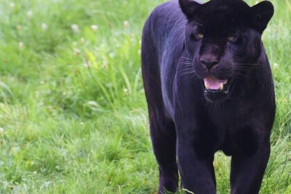 A black panther in Phulwari Ki Nal Wildlife Sanctuary, showing its rich biodiversity.