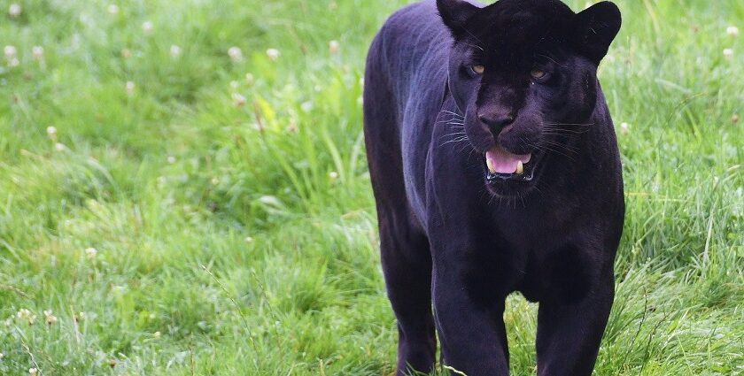 A black panther in Phulwari Ki Nal Wildlife Sanctuary, showing its rich biodiversity.