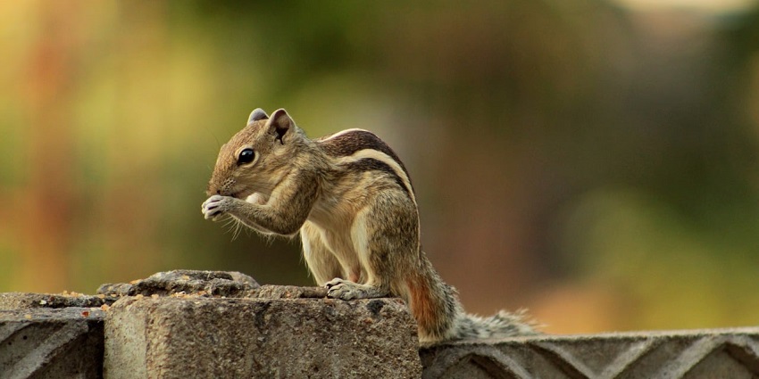 A squirrel in Phulwari Ki Nal Wildlife Sanctuary, showcasing its diverse wildlife habitat.