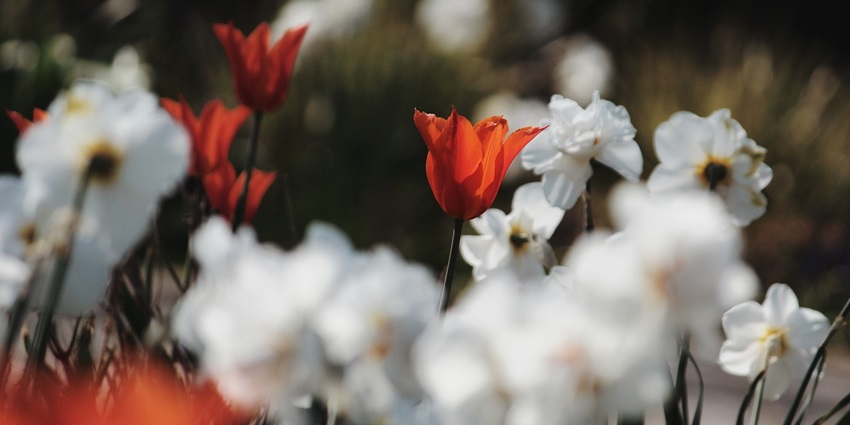 Colorful tulips, daffodils, and lilies blooming spread across the garden.