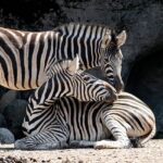 A picture of zebras taken at the Pipli Zoo