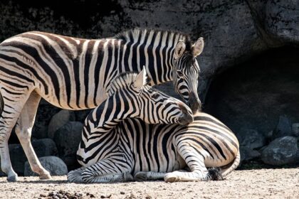 A picture of zebras taken at the Pipli Zoo