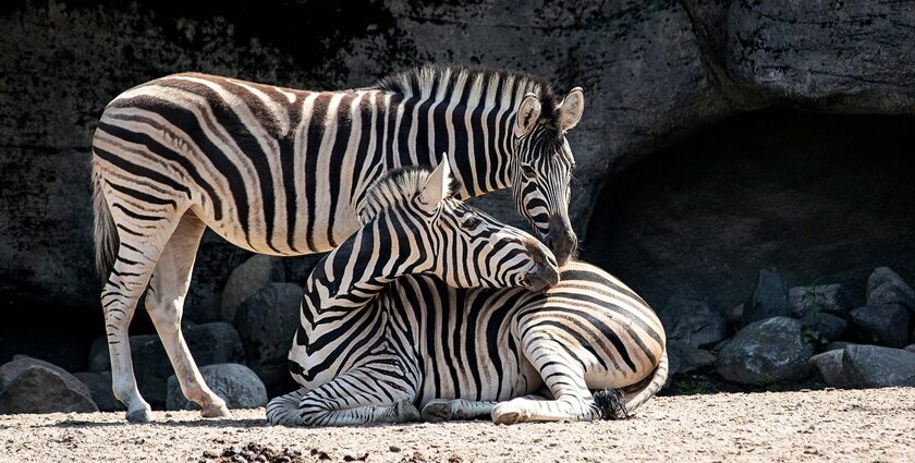 A picture of zebras taken at the Pipli Zoo