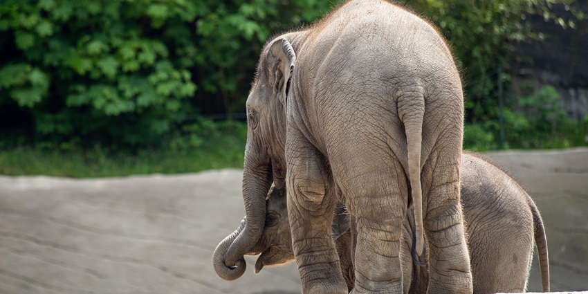 A picture of elephants at a zoo in Rohtak having rest and playing with each other
