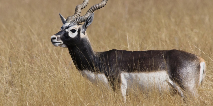 Snapshot of the rare black buck in the beautiful zoo in Haryana roaming in its habitat