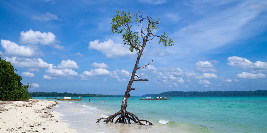 A beach with a tree on the shore