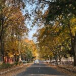 A road in Punjab University, Sector 14, Chandigarh, in the month of March during spring season.