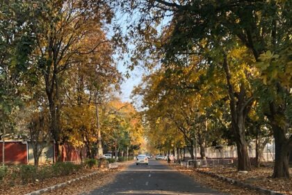 A road in Punjab University, Sector 14, Chandigarh, in the month of March during spring season.