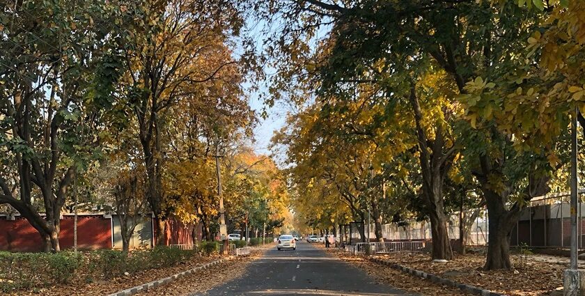 A road in Punjab University, Sector 14, Chandigarh, in the month of March during spring season.