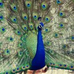 A picture of a peacock at the famous Ranthambore National Park, Rajasthan, India.