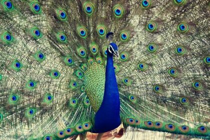 A picture of a peacock at the famous Ranthambore National Park, Rajasthan, India.