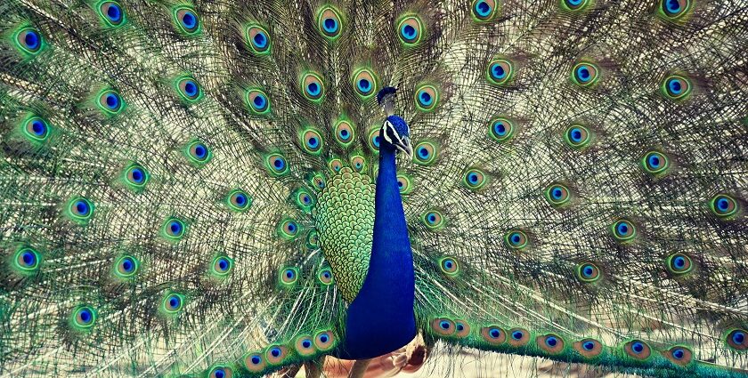 A picture of a peacock at the famous Ranthambore National Park, Rajasthan, India.