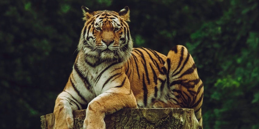 A tiger at the Pobitora Wildlife Sanctuary, one of the best Guwahati picnic places.