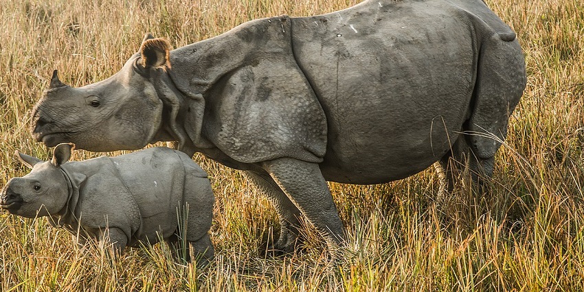 Pobitora Wildlife Sanctuary is one of the best places to visit in Guwahati in December.