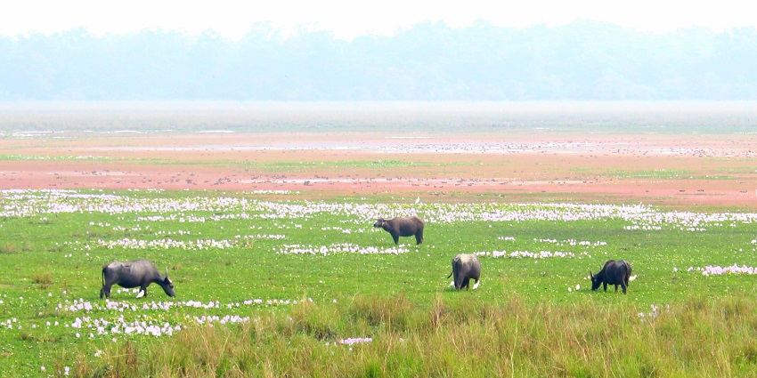 One of the places to visit in Guwahati with friends, Pobitora Wildlife Sanctuary, is home to the one-horned rhinoceroses.