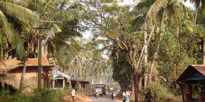 Image of Morjim village, North Goa with coconut trees on the roadside lush greenery