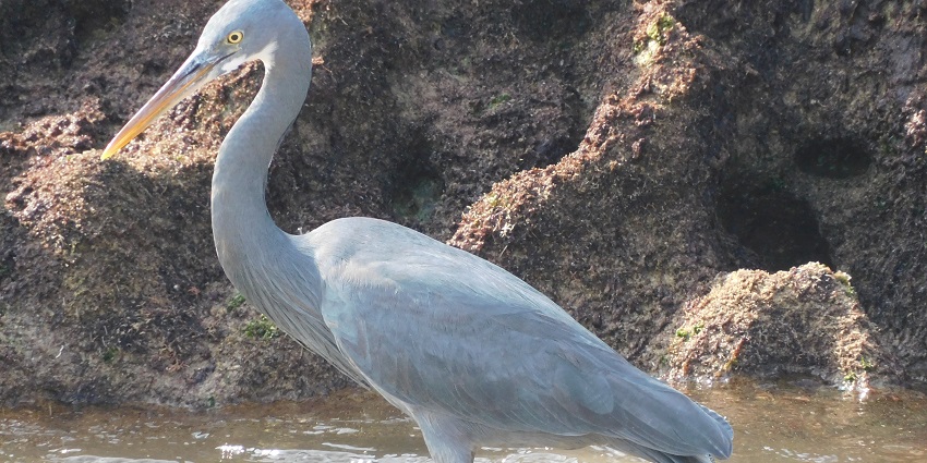 A Western Reef Heron spotted at Porbandar Beach.
