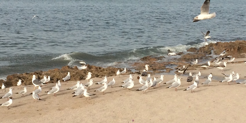 A flock of seagulls fly around Porbandar Beach near Ahmedabad in the morning.