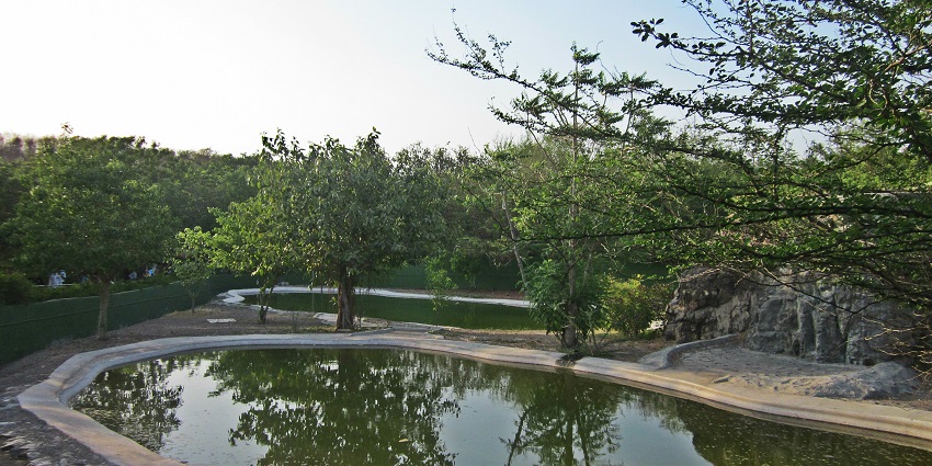 A beautiful shot of the lush greenery of Pradyuman Park with the scenic lake side view of the lush park