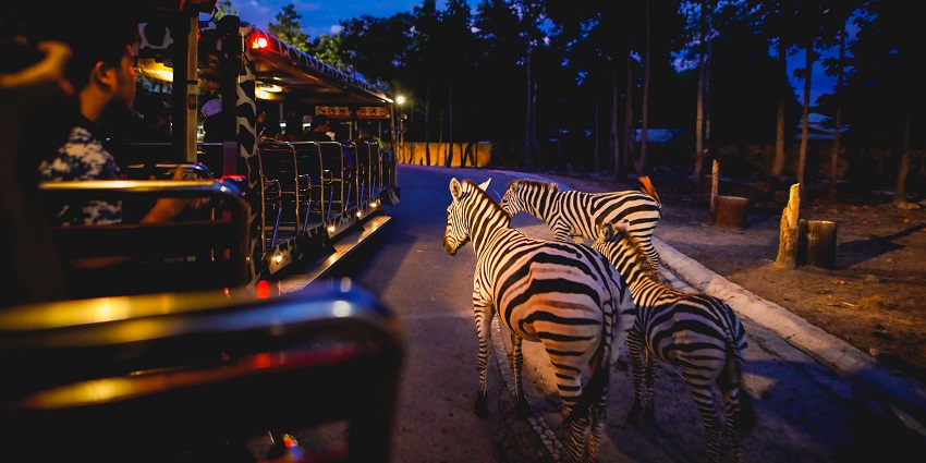 A group of zebras spotted near tourists at the Night Safari Chiang Mai in Thailand.