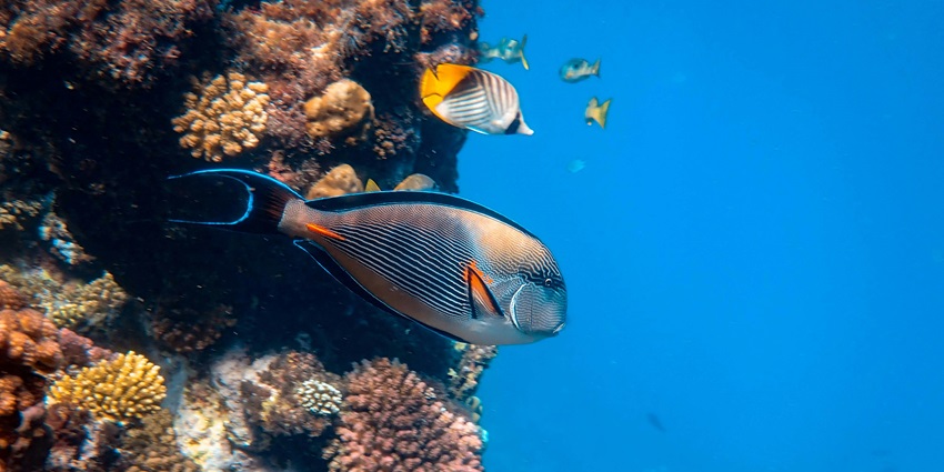 A breathtaking view of a school of colourful fish swimming around various coral reefs.