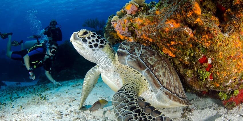 A stunning view of a sea tortoise swimming under water in front of people snorkelking.