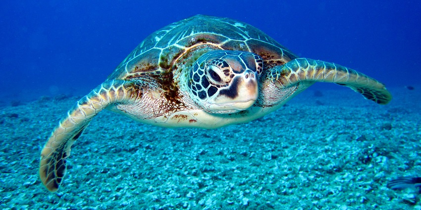 Pulau Payar Marine Park is the ultimate destination for trying snorkelling in Langkawi.