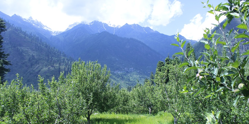Scenic aerial snapshot of the beautiful Pulga Village apple plantations in the foothills of Himalaya