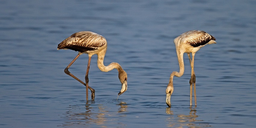 A tranquil view of two birds standing over serene waters in a lake bird Sanctuary