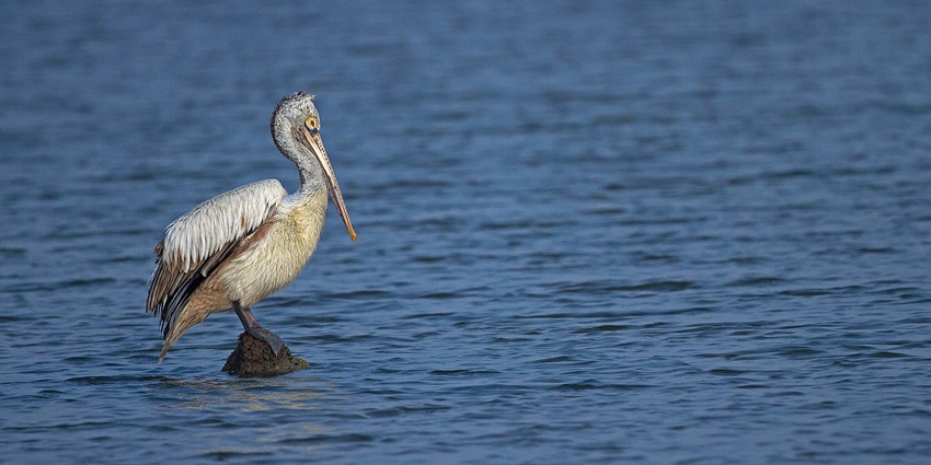 See birds at Pulicat Lake & Sanctuary which is one of the places to visit near Tirupati.