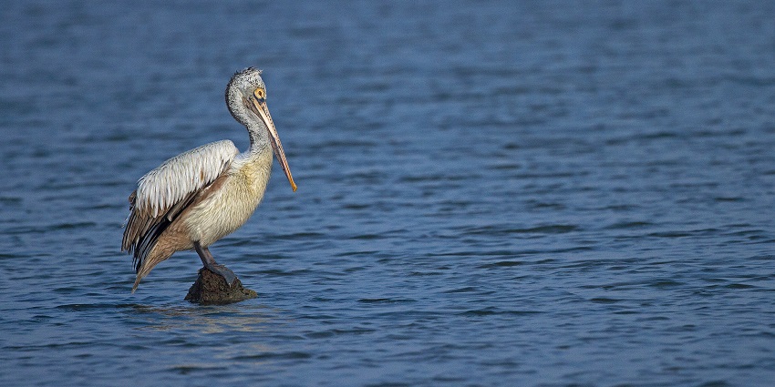 See birds at Pulicat Lake & Sanctuary which is a famous tourist attraction near the city.