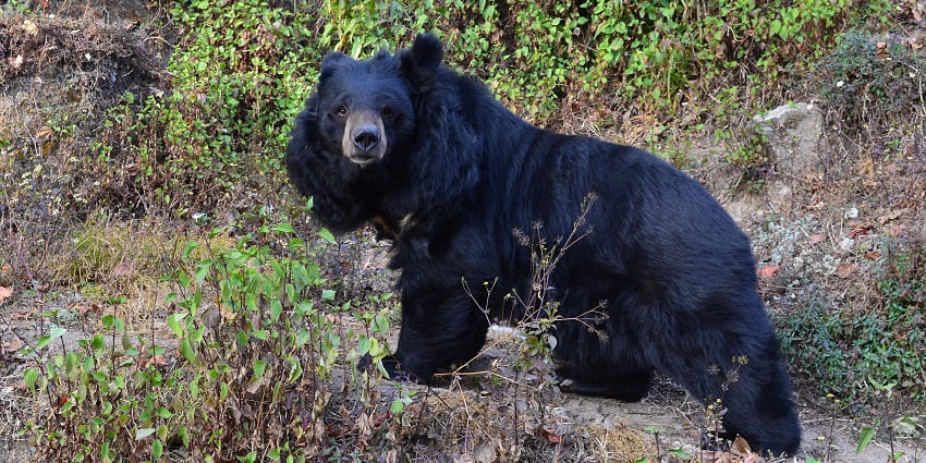 A picture of a black bear with a dense fur, roaming around in a wildlife sanctuary