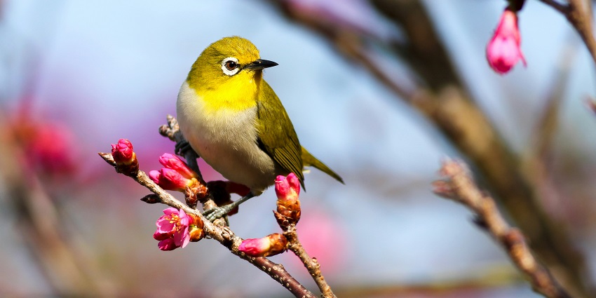 A glimpse of a yellow coloured bird sitting on a branch of a tree adorned with flowers.