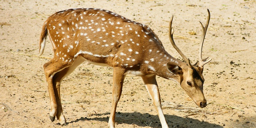 An adorable deer spotted at barren grounds in Gujarat during the daylight hours.