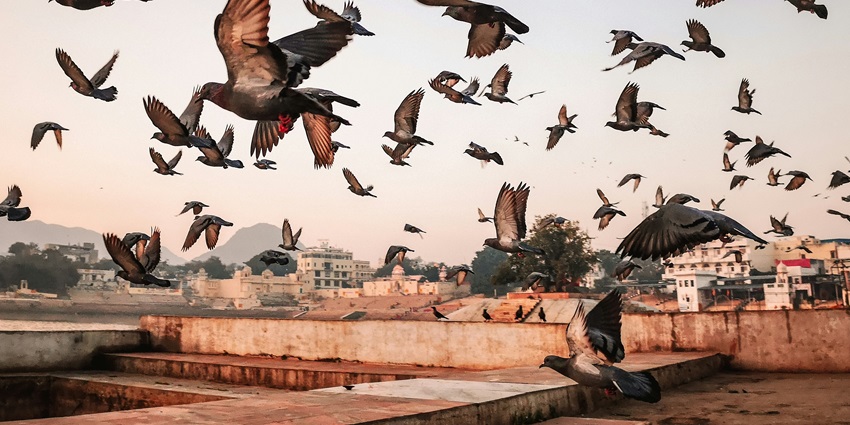 A panoramic view of Pushkar which is one of the places to visit near Jaipur within 200 km.
