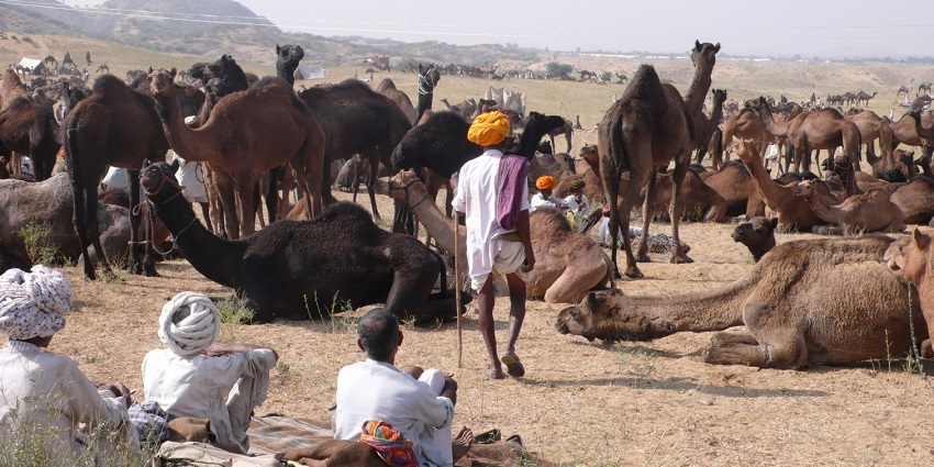 Image of Pushkar’s lake and camel fair offer vibrant safaris and culture - Rajasthan Desert Safari