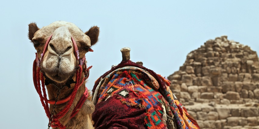 A view of Pushkar showcasing a camel - one of the top tourist destinations near Kota.