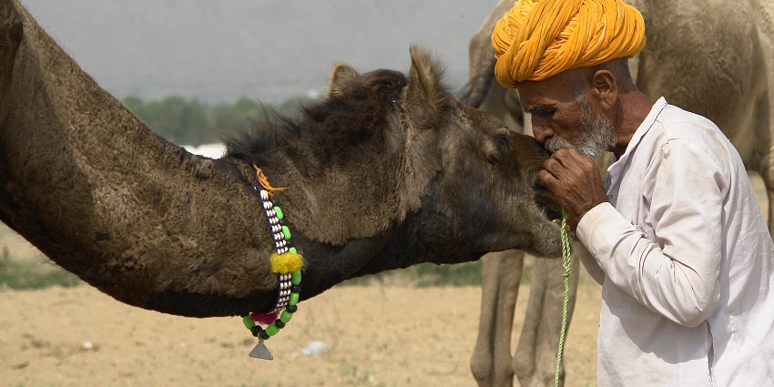 A vibrant image from the Pushkar Camel Fair featuring an elaborately decorated camel.