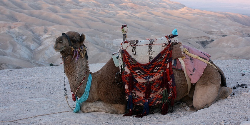 The vibrant Pushkar Camel Fair, showcasing Rajasthani culture and traditions.